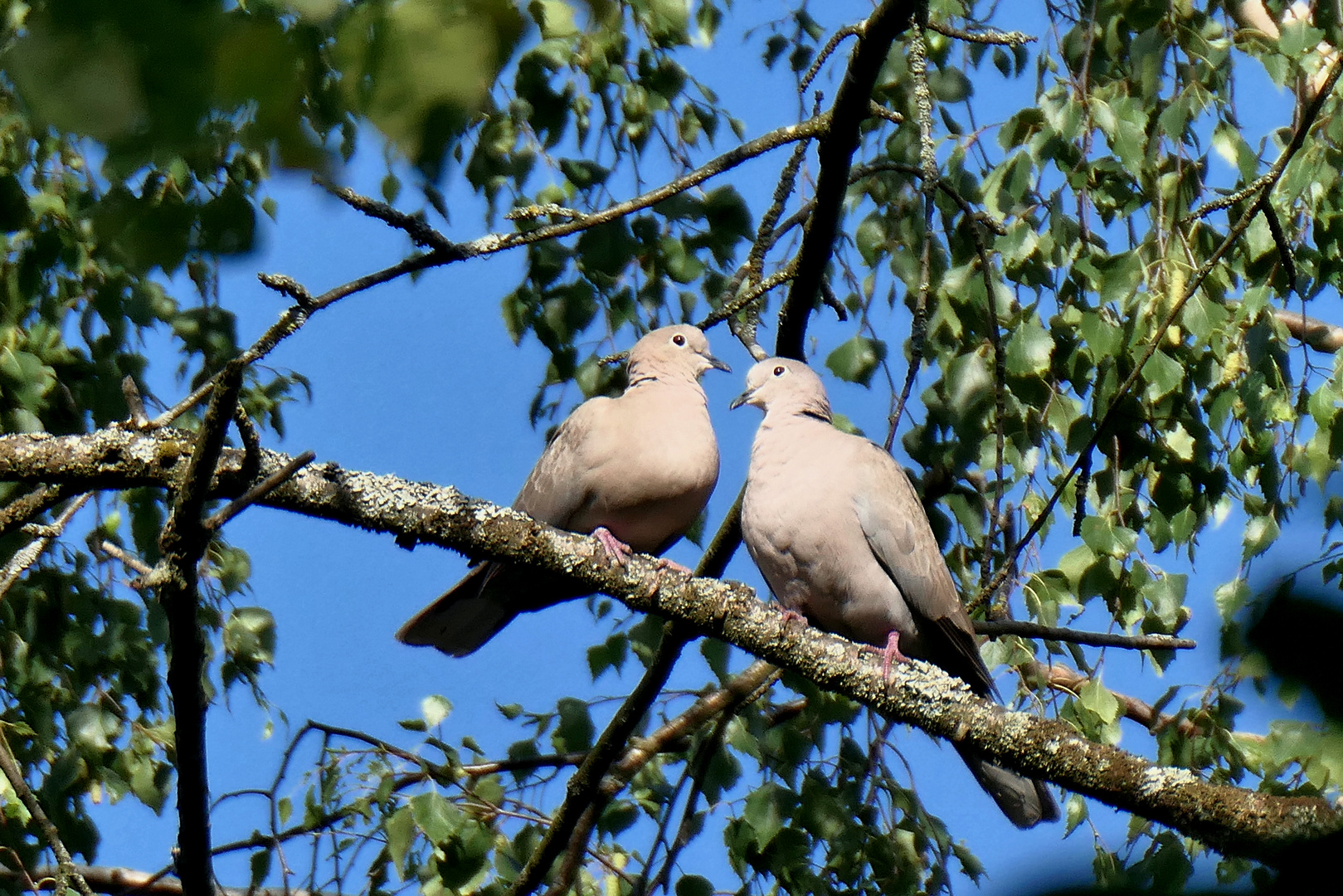 Liebespaar in unserem Garten