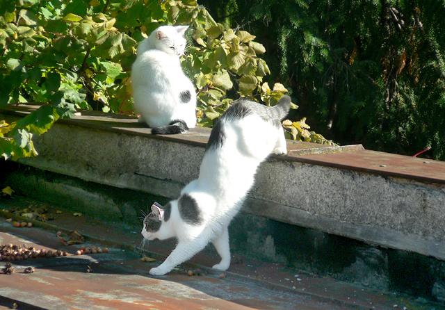 Liebespärchen auf dem Dach