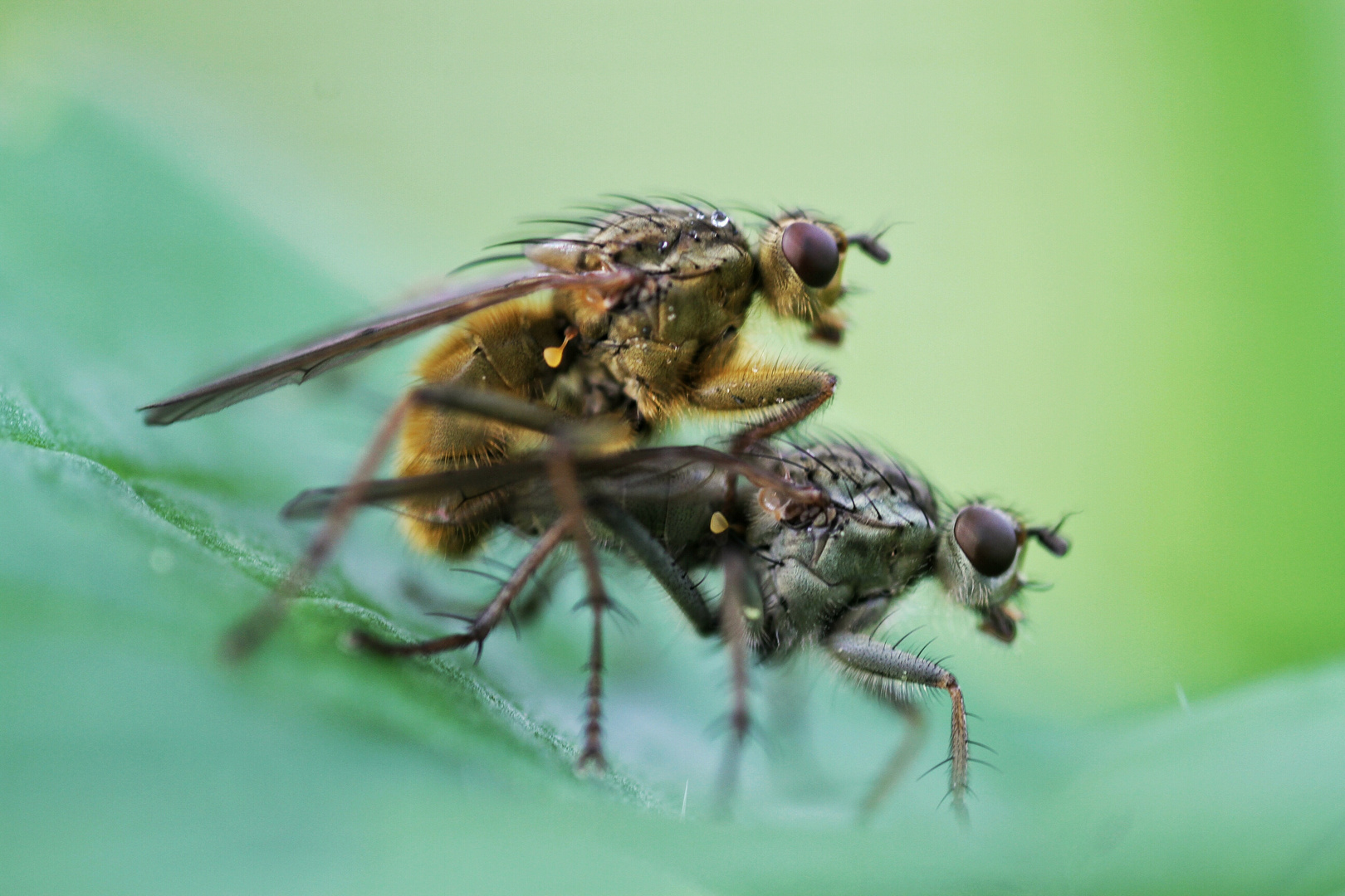 Liebespärchen "Dungfliege"