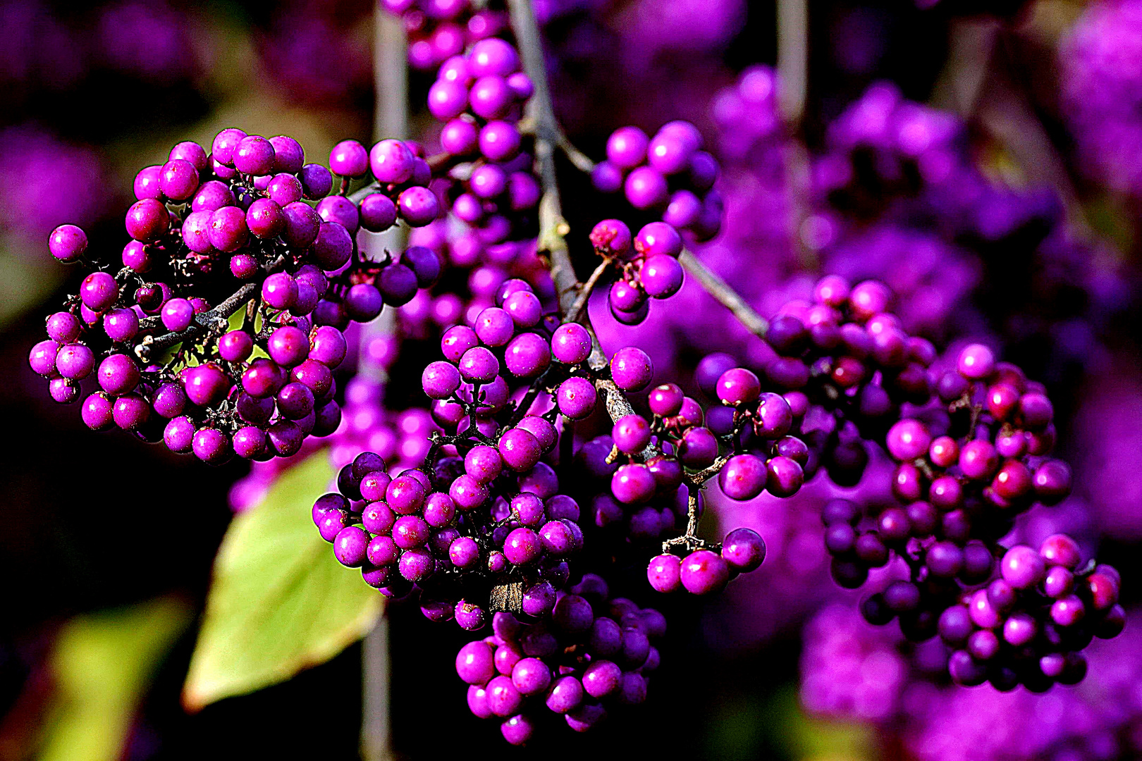 Liebesperlen Foto &amp; Bild | natur, sträucher, mittwochsblümchen Bilder ...