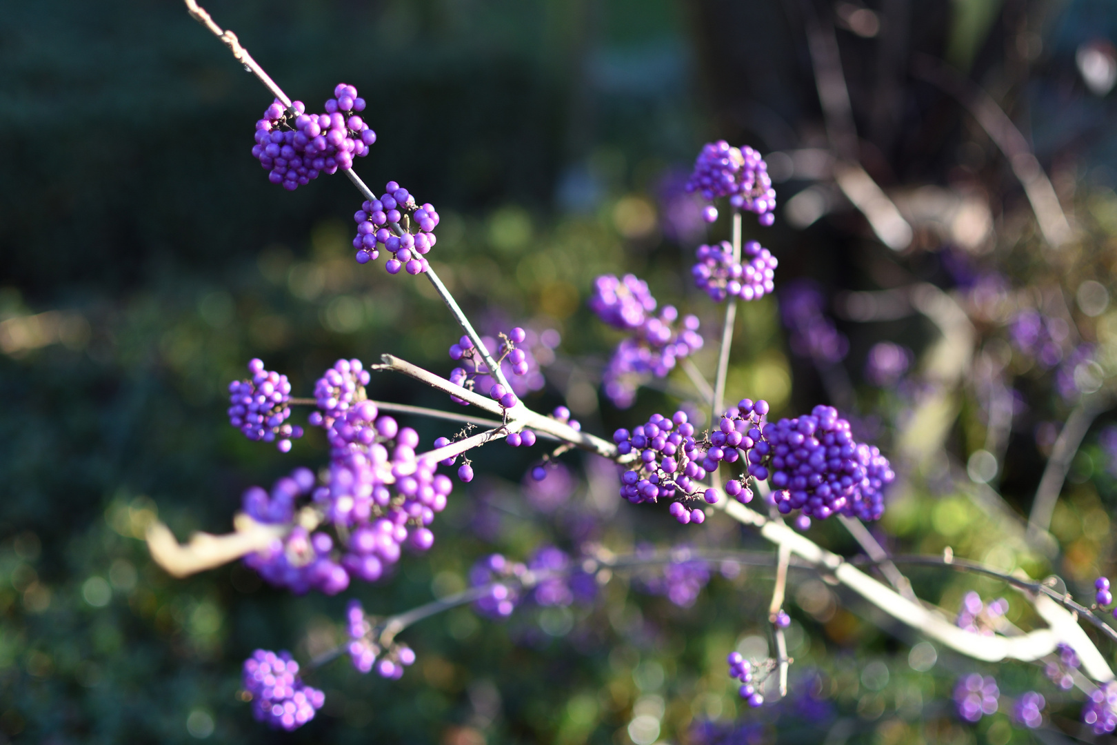 Liebesperlen im Herbst