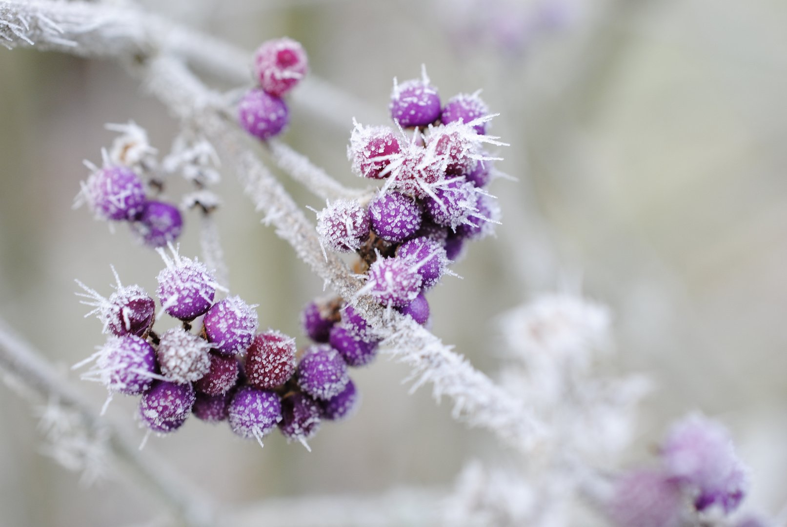 Liebesperlen mit Zuckerguss