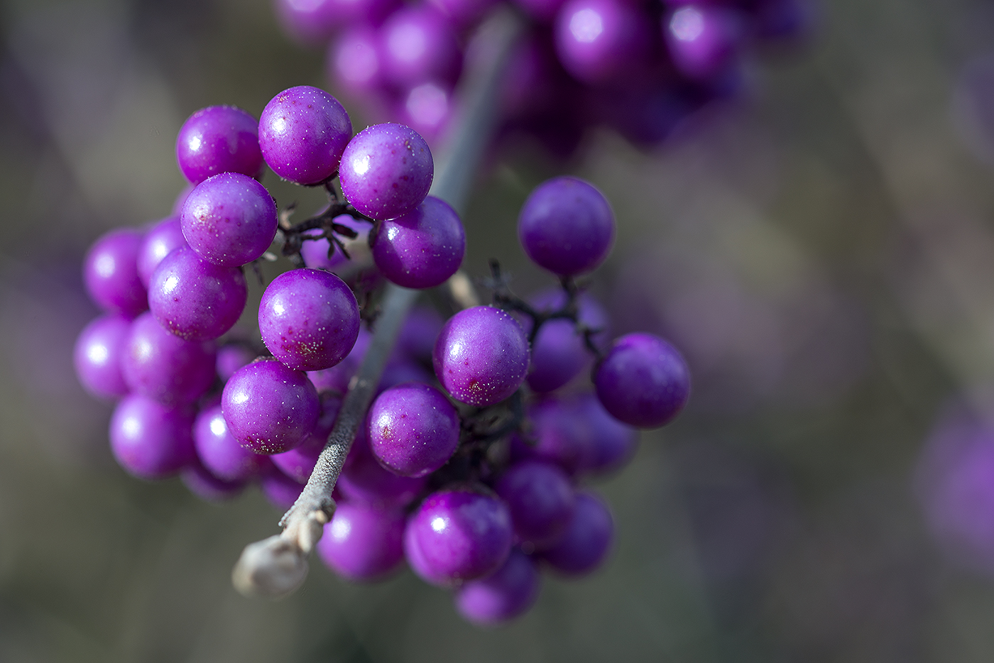 Liebesperlenstrauch - Schönfrucht - Callicarpa spec. - Eisenkrautgewächse