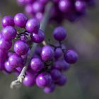 Liebesperlenstrauch - Schönfrucht - Callicarpa spec. - Eisenkrautgewächse