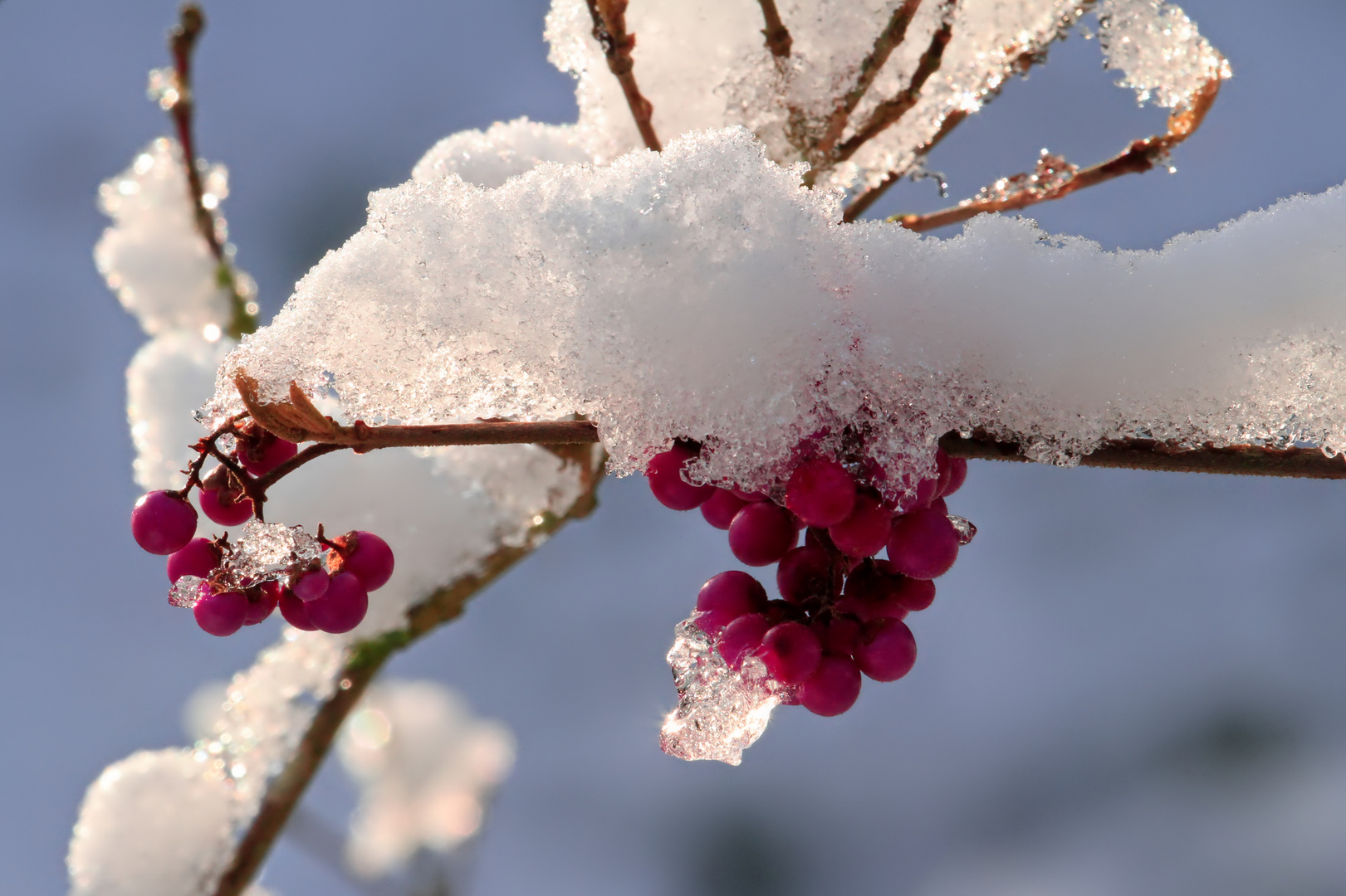 Liebesperlenstrauch zu Winterbeginn