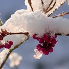 Liebesperlenstrauch zu Winterbeginn