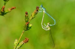 Liebesrad der Federlibelle (Platycnemis pennipes)