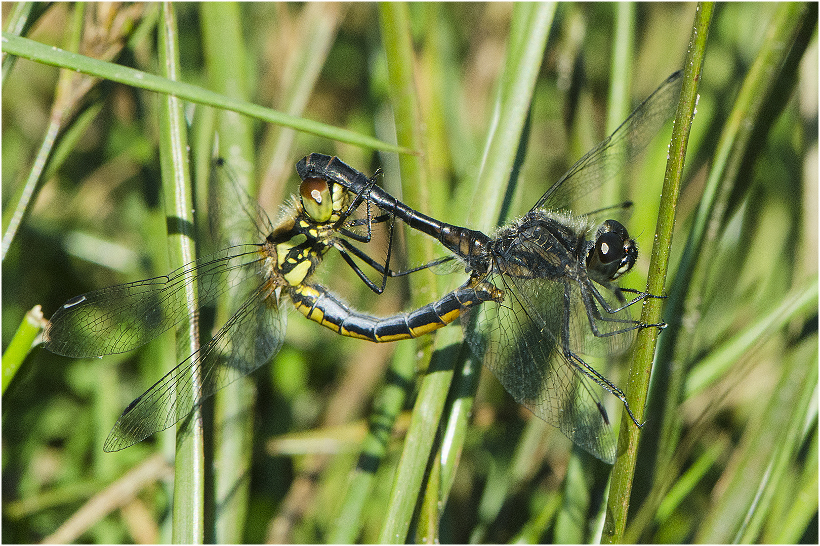 Liebesrad der Schwarzen Heidelibelle - Sympetrum danae