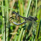 Liebesrad der Schwarzen Heidelibelle - Sympetrum danae