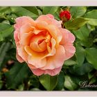 Liebesrose