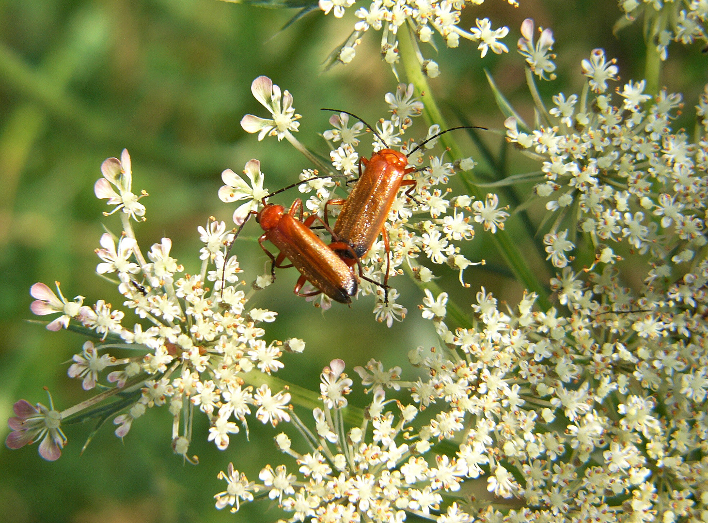 Liebesspiel