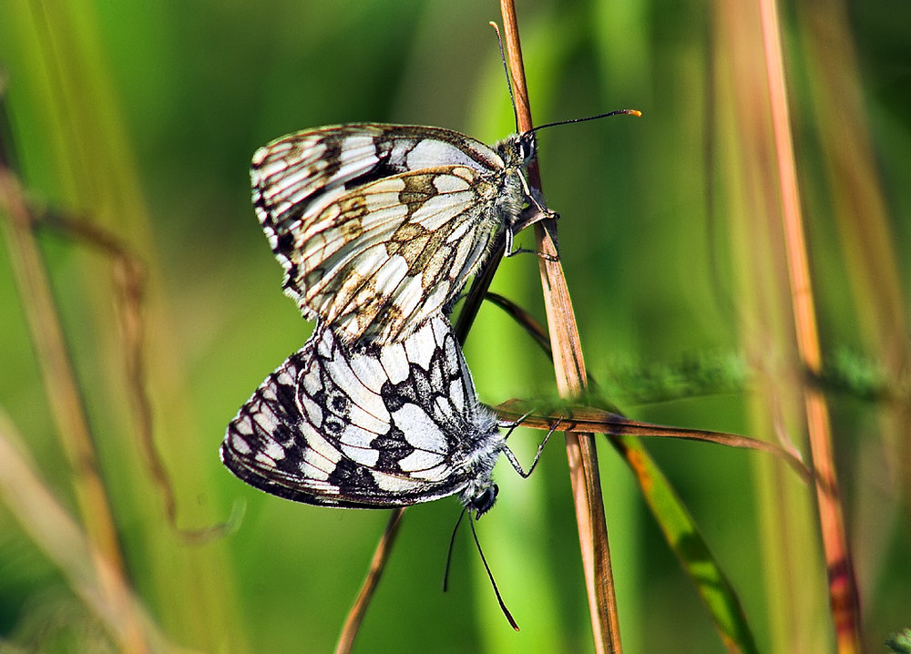 Liebesspiel