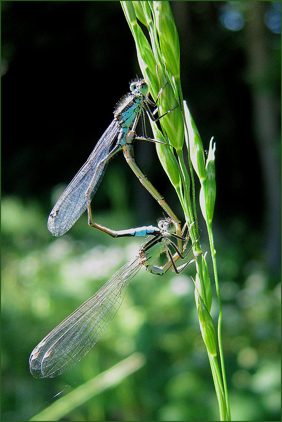 Liebesspiel