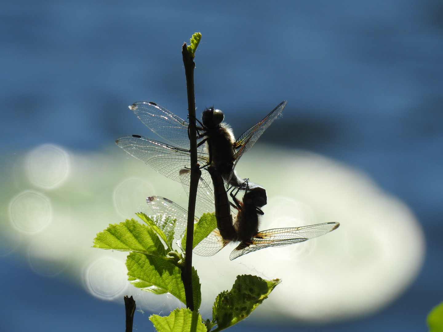 Liebesspiel