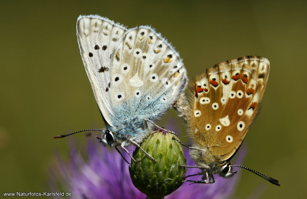 Liebesspiel