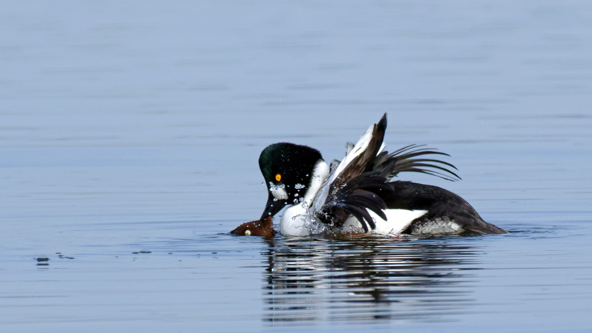 Liebesspiel .. .bei den Schellenten (Bucephala clangula)