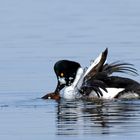 Liebesspiel .. .bei den Schellenten (Bucephala clangula)