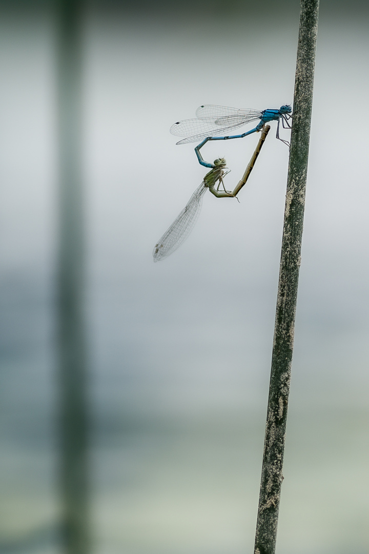 Liebesspiel der Azurjungfern