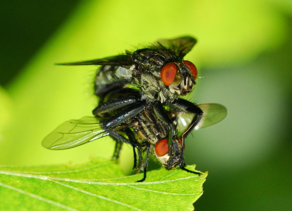 Liebesspiel der Fleischfliege