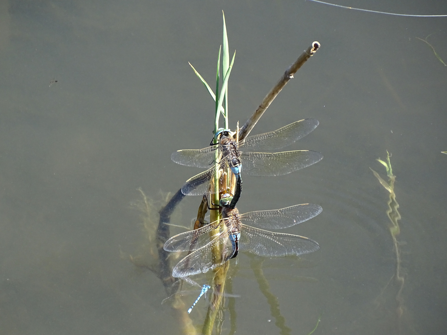Liebesspiel der Libellen Foto & Bild tiere, wildlife, libellen Bilder