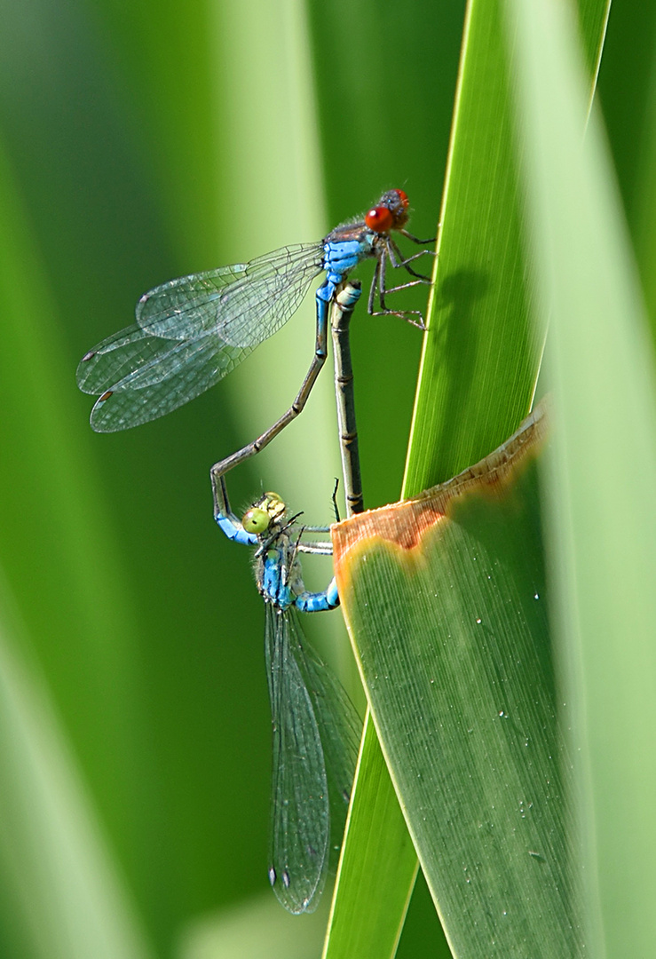 Liebesspiel der Libellen