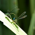 liebesspiel der Libellen