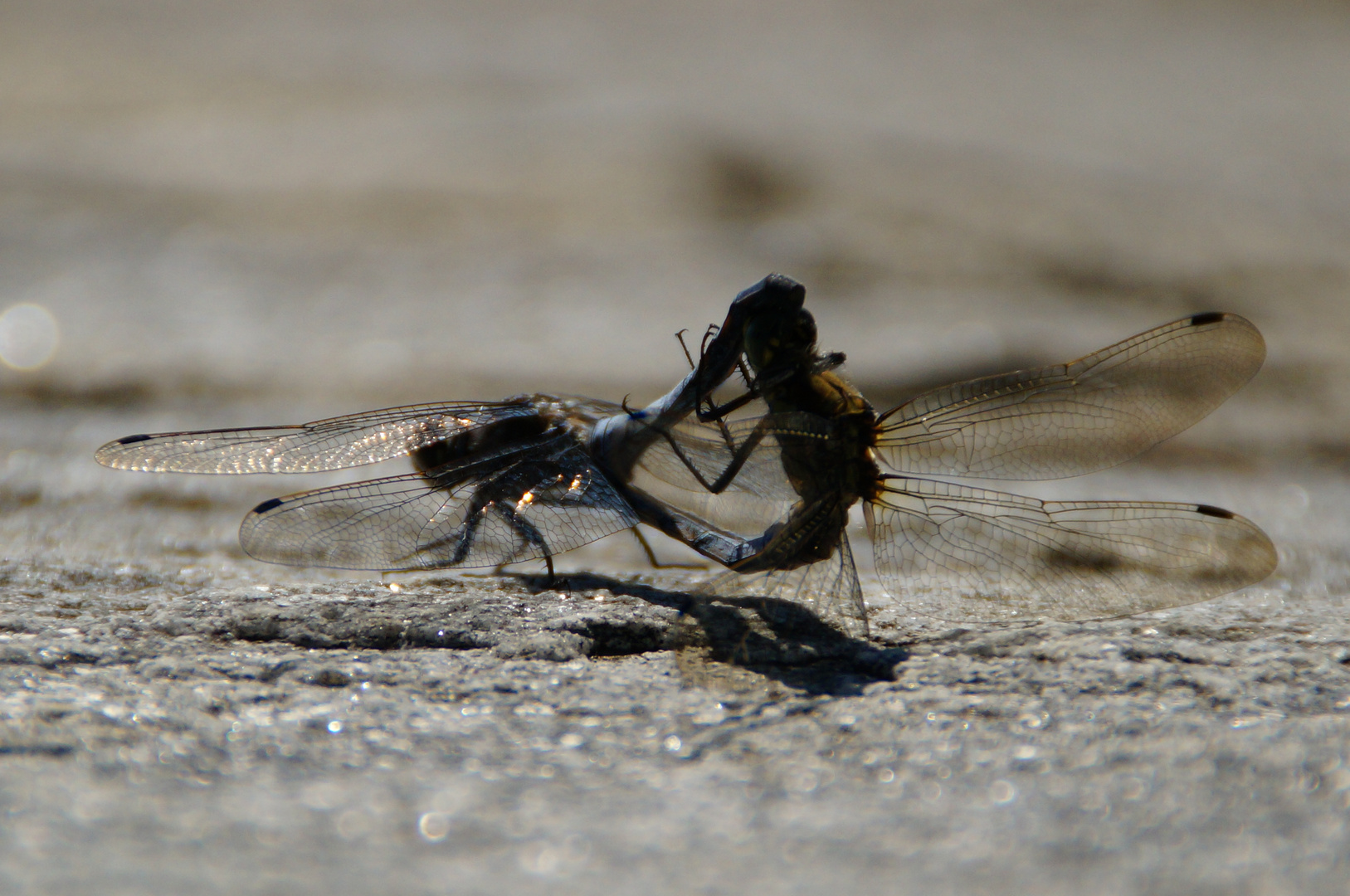 Liebesspiel der Libellen