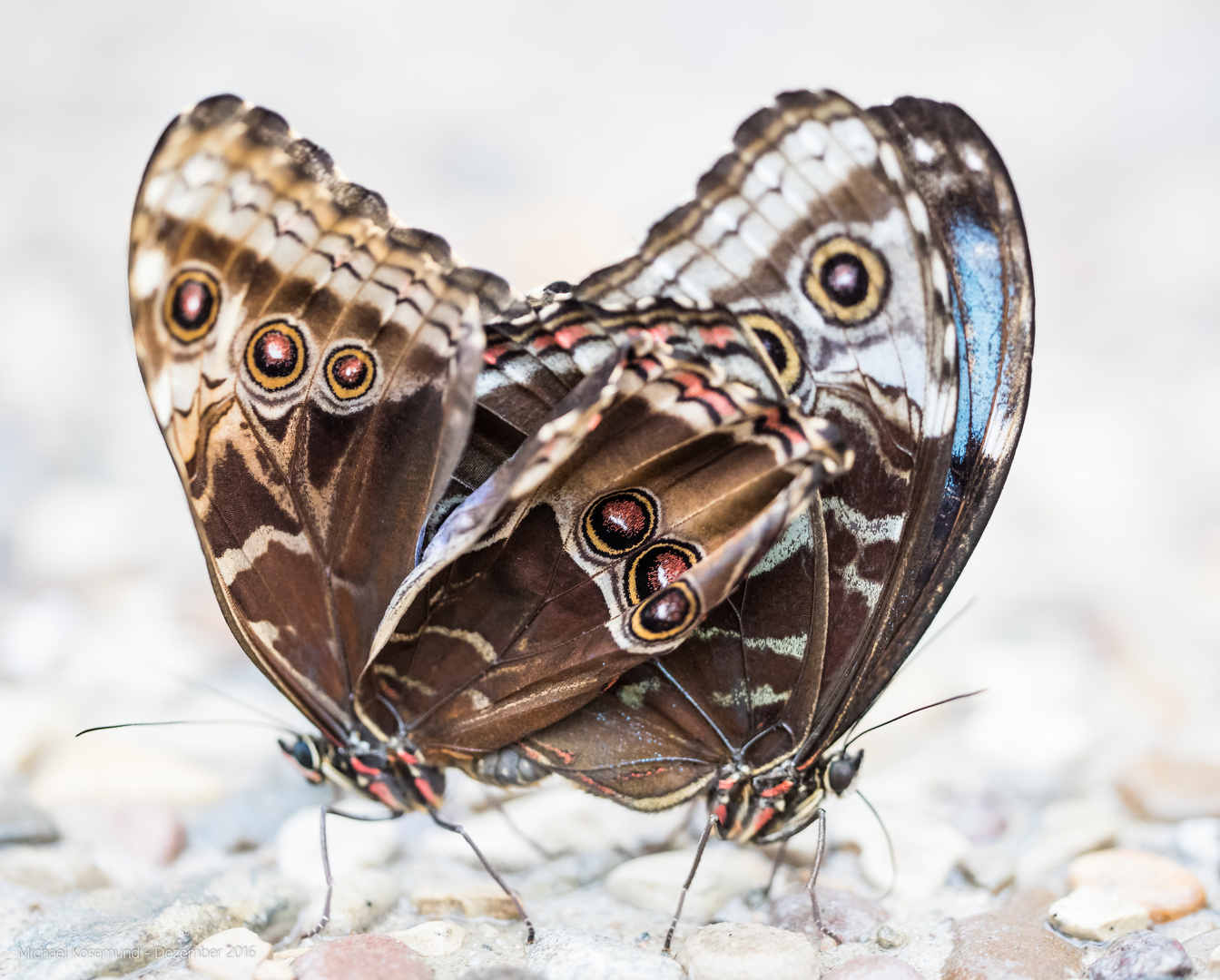 Liebesspiel der Schmetterlinge