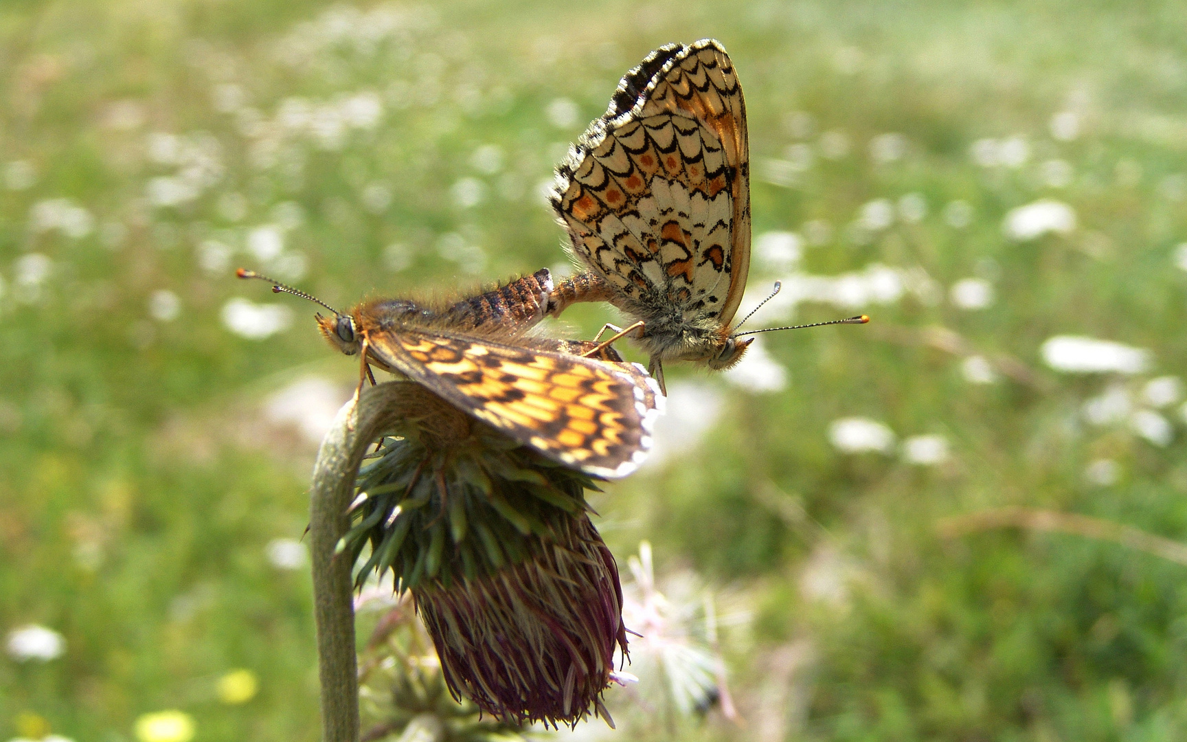 Liebesspiel der Schmetterlinge