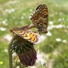 Liebesspiel der Schmetterlinge