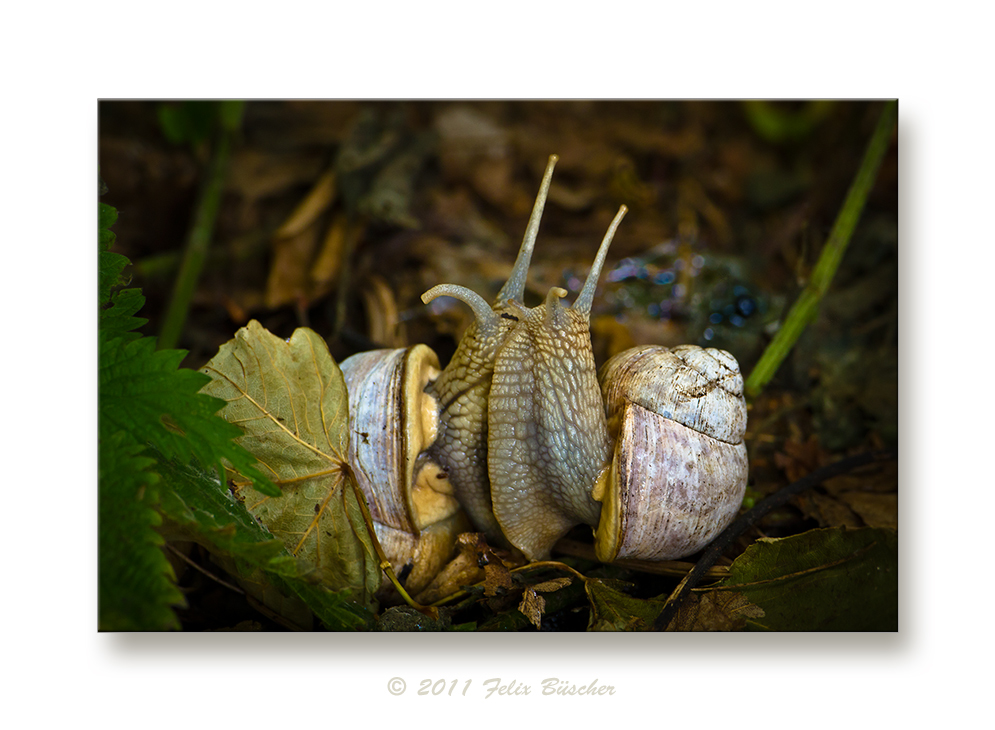 Liebesspiel der Schnecken