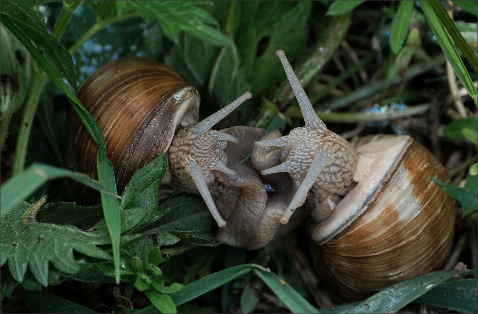 liebesspiel der schnecken...