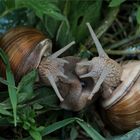 liebesspiel der schnecken...