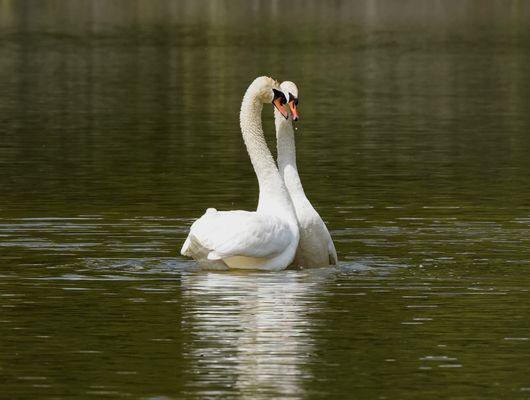 Liebesspiel der Schwäne