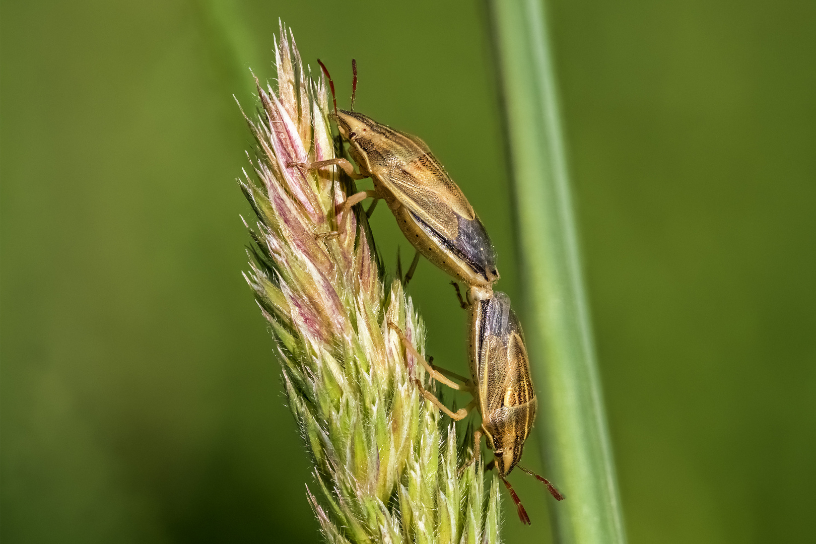 Liebesspiel der Spitzwanzen