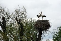 Liebesspiel der Störche