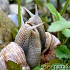 Liebesspiel der Weinbergschnecken 