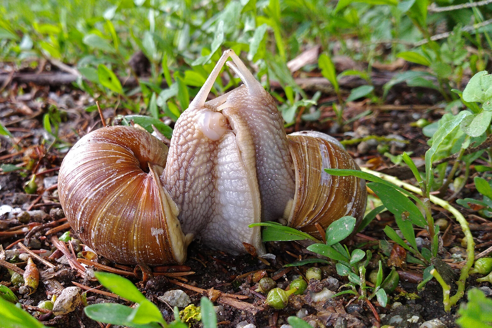 Liebesspiel der Weinbergschnecken