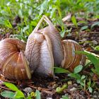 Liebesspiel der Weinbergschnecken