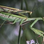 Liebesspiel im Lavendel ...