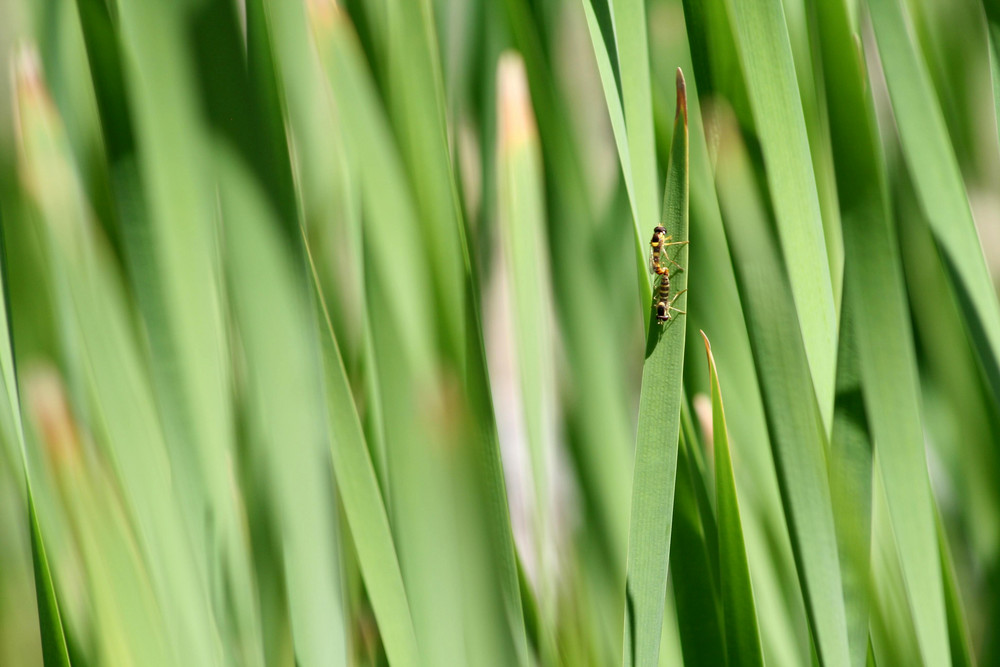 Liebesspiel im Schilf