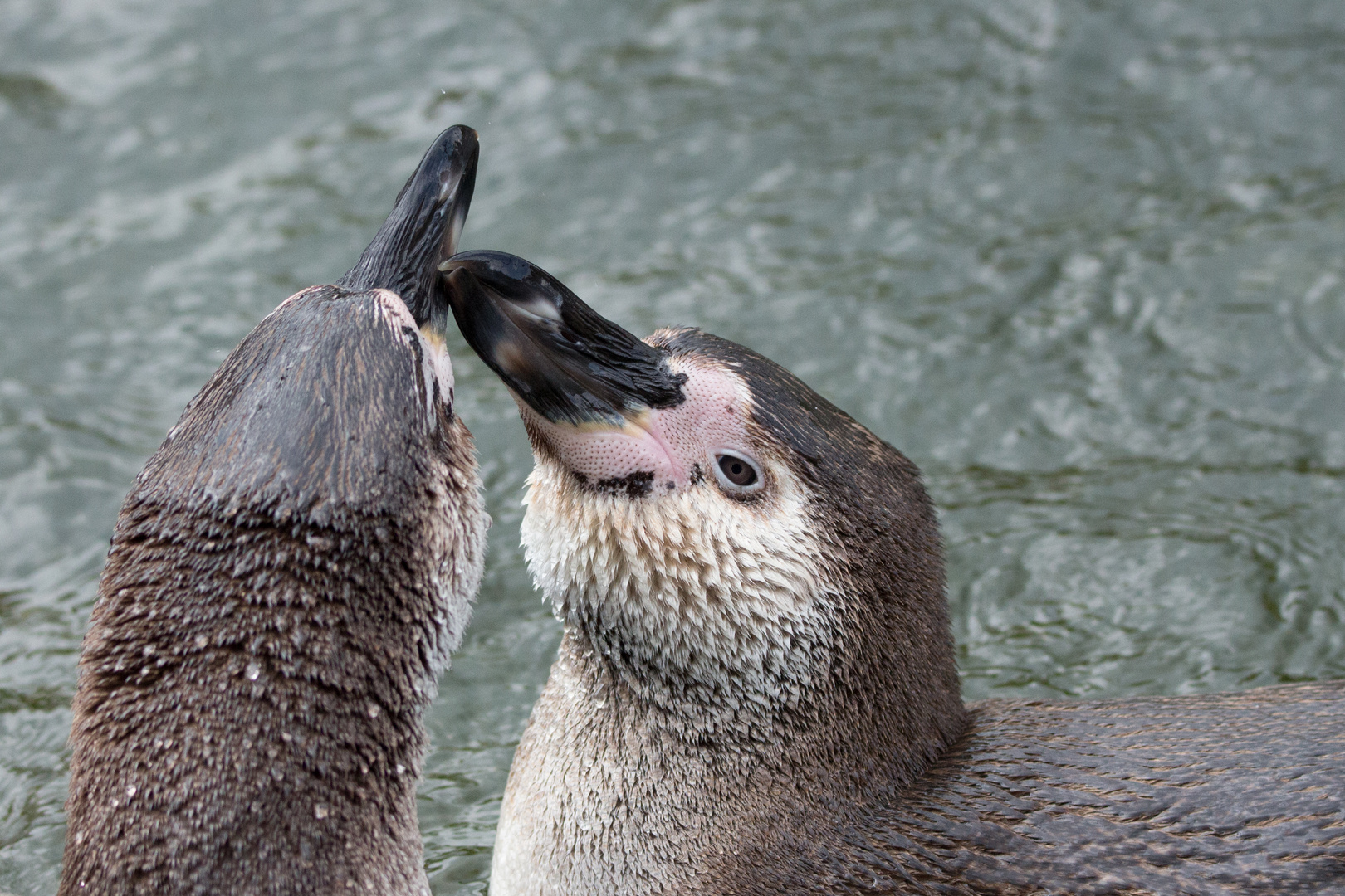 Liebesspiel im Wasser 