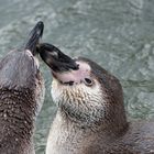 Liebesspiel im Wasser 