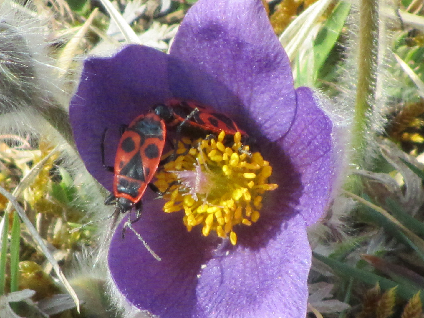 Liebesspiel in der Blüte