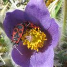 Liebesspiel in der Blüte