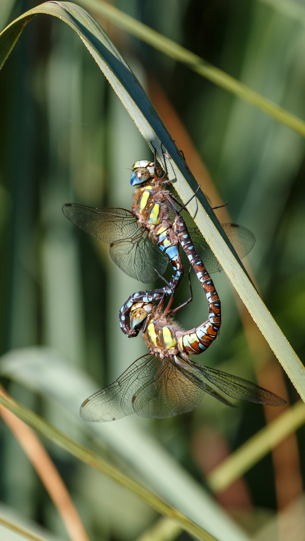 Liebesspiel in der Morgensonne