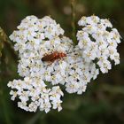 Liebesspiel in der Natur