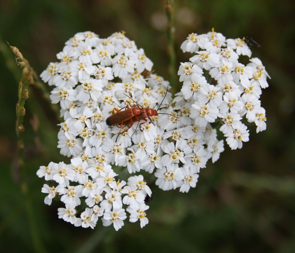 Liebesspiel in der Natur