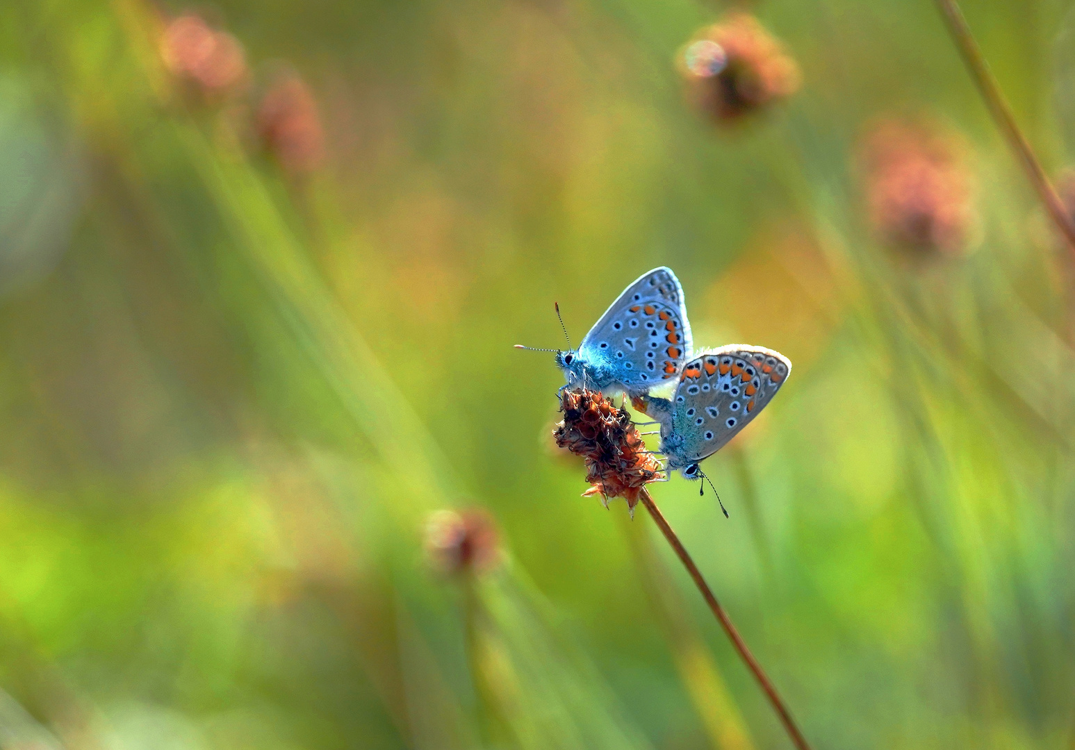 Liebesspiel in der Wiese