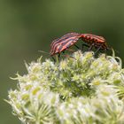 Liebesspiele der Streifenwanzen